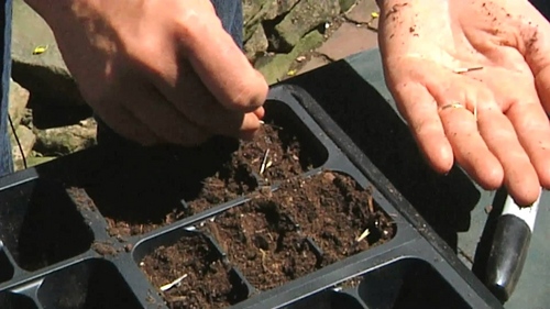 Blommor på plantor
