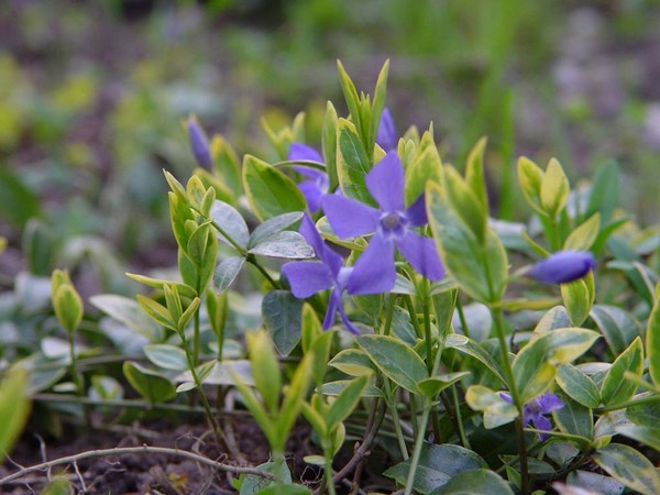 Periwinkle. Odling och vård för 