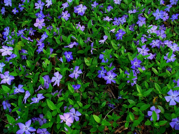 Periwinkle. Odling och vård för 