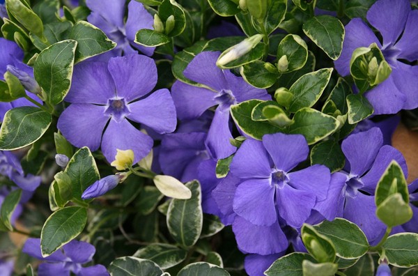 Periwinkle. Odling och vård för 