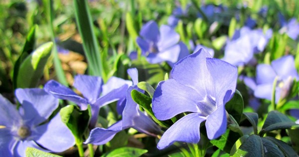 Periwinkle. Odling och vård för 