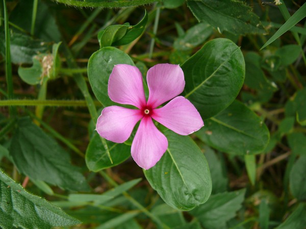 Periwinkle. Odling och vård för 