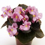 Begonia från frön Begonia från frön