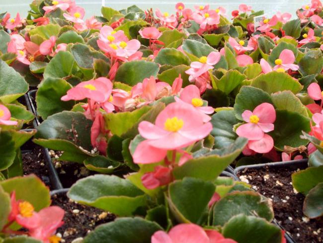 Begonia från frön Begonia från frön