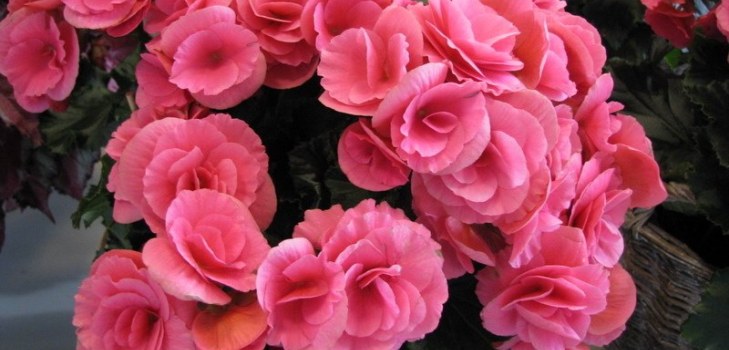 begonia blommor