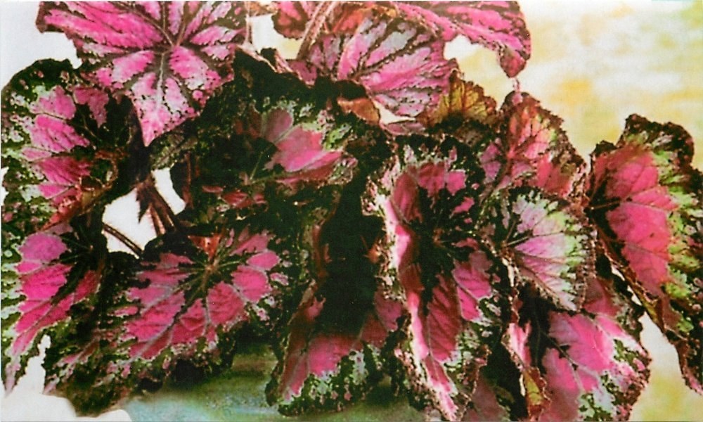 begonia utan blommor