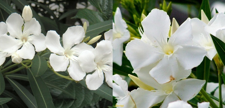 Vit Oleander