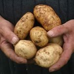 Sjukdomar av potatis Sjukdomar av potatis