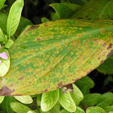 rost