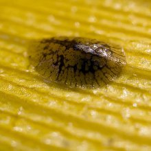 skala insekter
