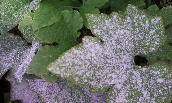 Sjukdomar av gurkor: symptom, behandling och förebyggande (med foto) Sjukdomar av gurkor: symptom, behandling och förebyggande (med foto)