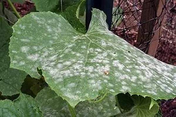 Sjukdomar av gurkor: symptom, behandling och förebyggande (med foto) Sjukdomar av gurkor: symptom, behandling och förebyggande (med foto)