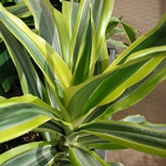 Vad händer om dracaena torkar eller blir gult? 