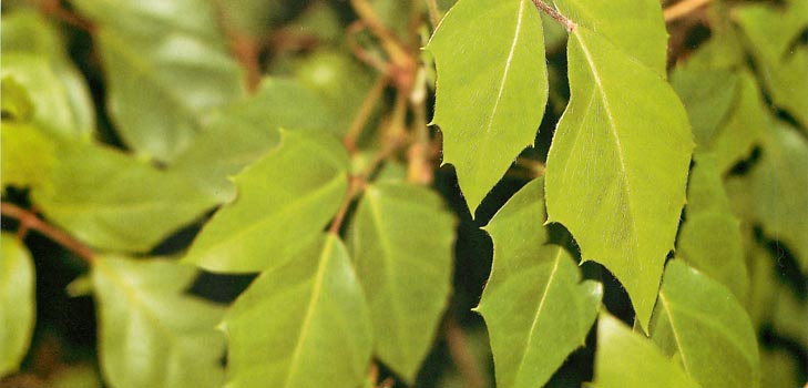 Cissus: foto och hemvård