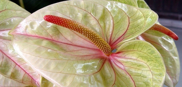 vacker blomma