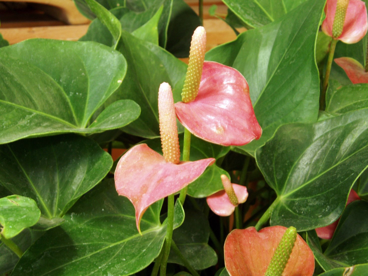 blommande växt