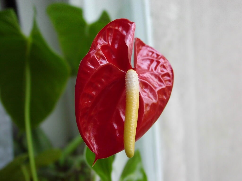 röd blomma