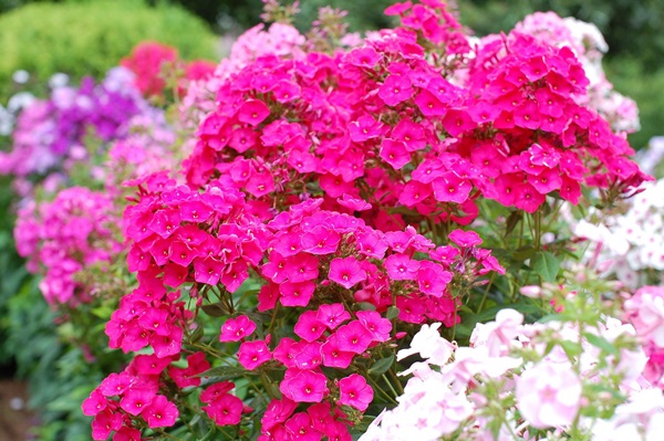 Vackra blommor för en blomsterbädd
