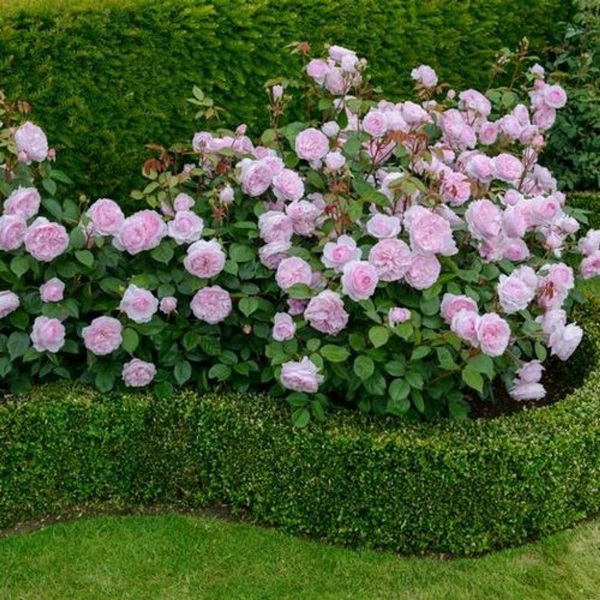 Vackra blommor för en blomsterbädd