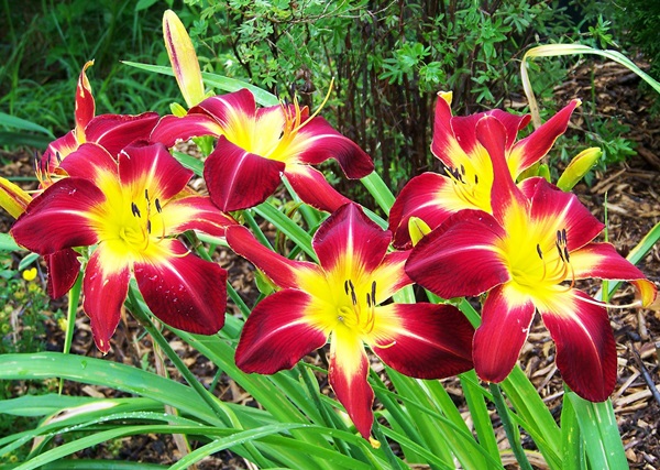 Vackra blommor för en blomsterbädd