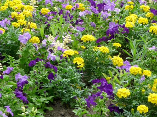 Vackra blommor för en blomsterbädd
