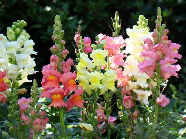 Vackra blommor för en blomsterbädd