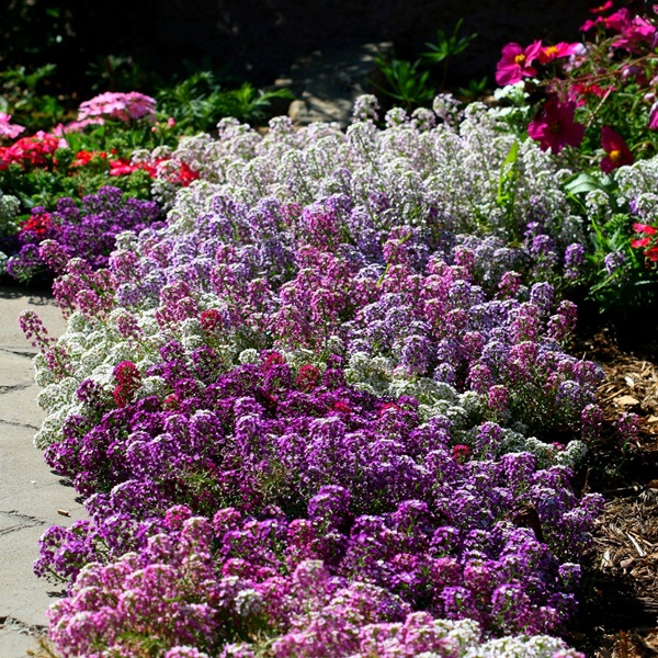 Vackra blommor för en blomsterbädd