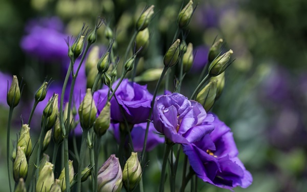 Vackra blommor för en blomsterbädd