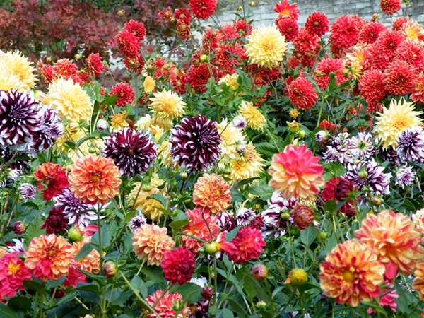 Vackra blommor för en blomsterbädd