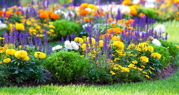 Vackra blommor för en blomsterbädd