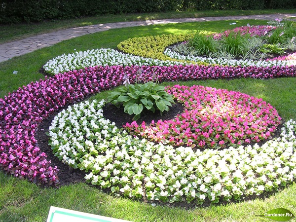 Vackra blommor för en blomsterbädd