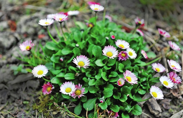 Vackra blommor för en blomsterbädd
