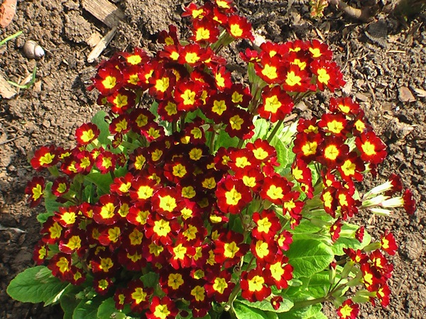 Vackra blommor för en blomsterbädd