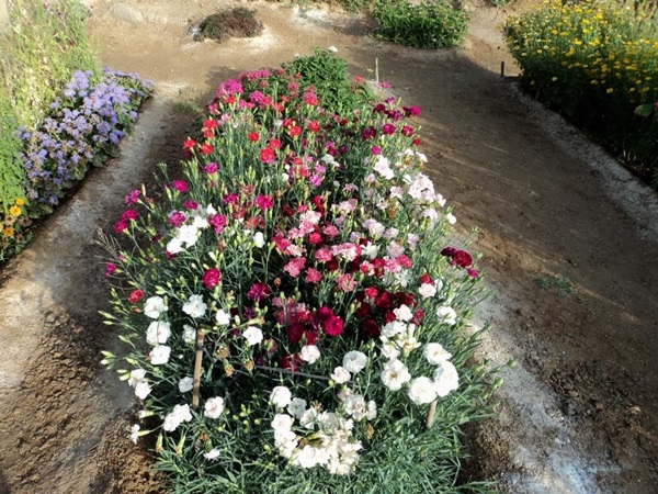 Vackra blommor för en blomsterbädd