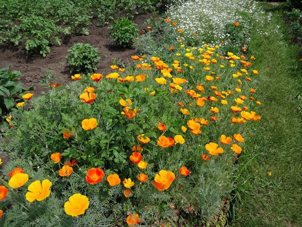 Vackra blommor för en blomsterbädd