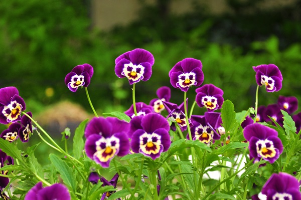 Vackra blommor för en blomsterbädd