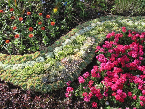 Vackra blommor för en blomsterbädd