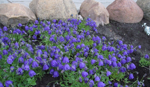 Vackra blommor för en blomsterbädd