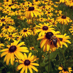 Blommor, perenner