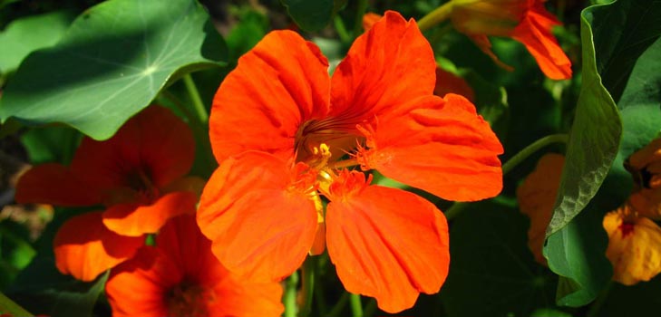 Flower Nasturtium: hur man växer från frön, hur man bryr sig, vackra bilder