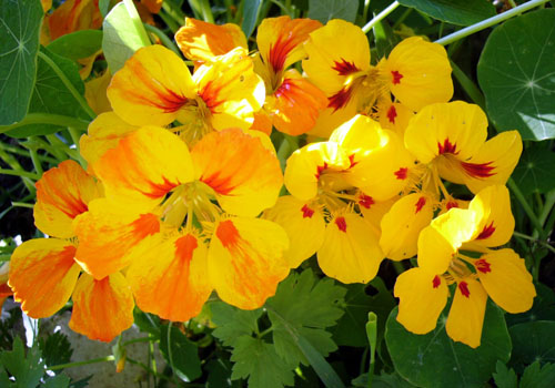 Nasturtium växer från frön