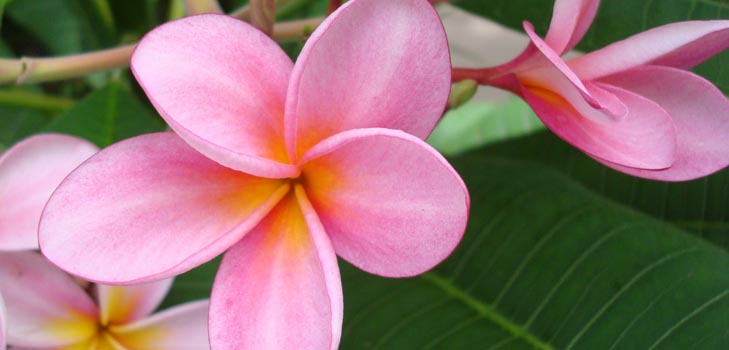 Flower Plumeria - den magiska doften i ditt hem