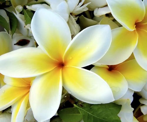 Flower Plumeria - den magiska doften i ditt hem
