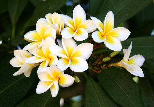 Flower Plumeria - den magiska doften i ditt hem