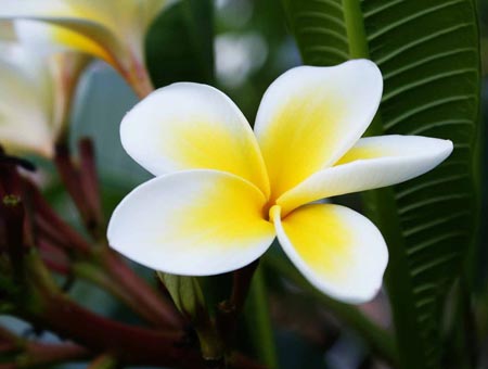 Flower Plumeria - den magiska doften i ditt hem