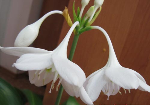 två eucharisblommor