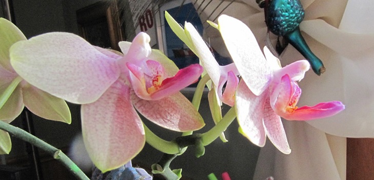 Phalaenopsis blommar
