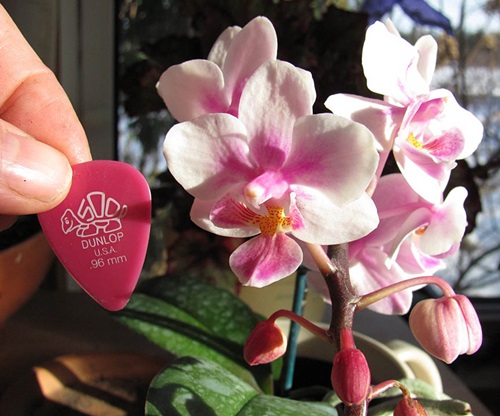 Phalaenopsis blommar