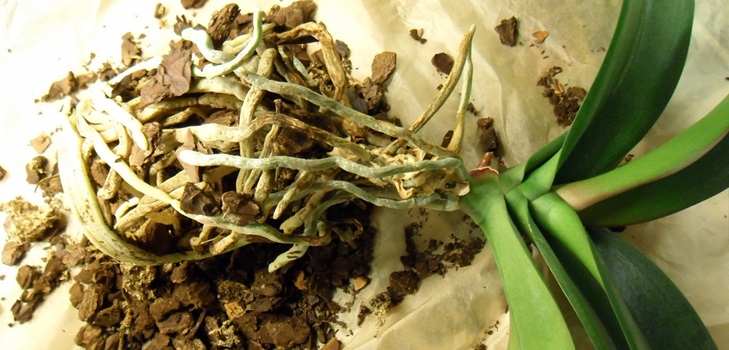 Phalaenopsis transplantation