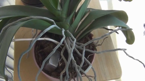 Phalaenopsis transplantation